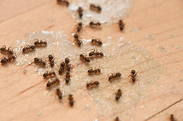 Best Insect Control  in Manitowoc, WI